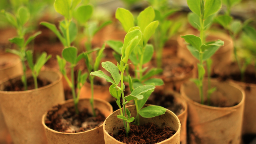 mudas de plantas ornamentais