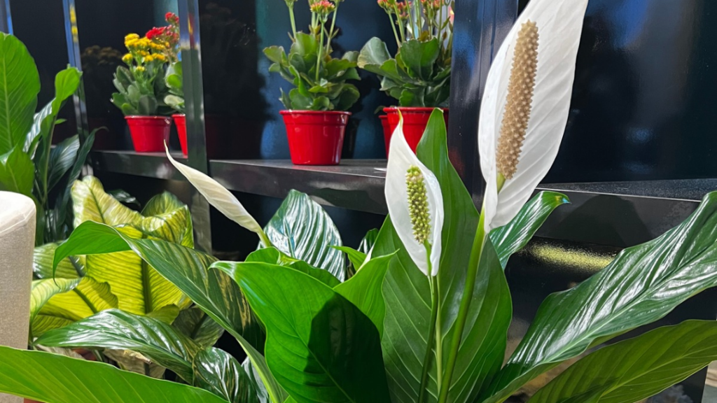 Spathiphyllum