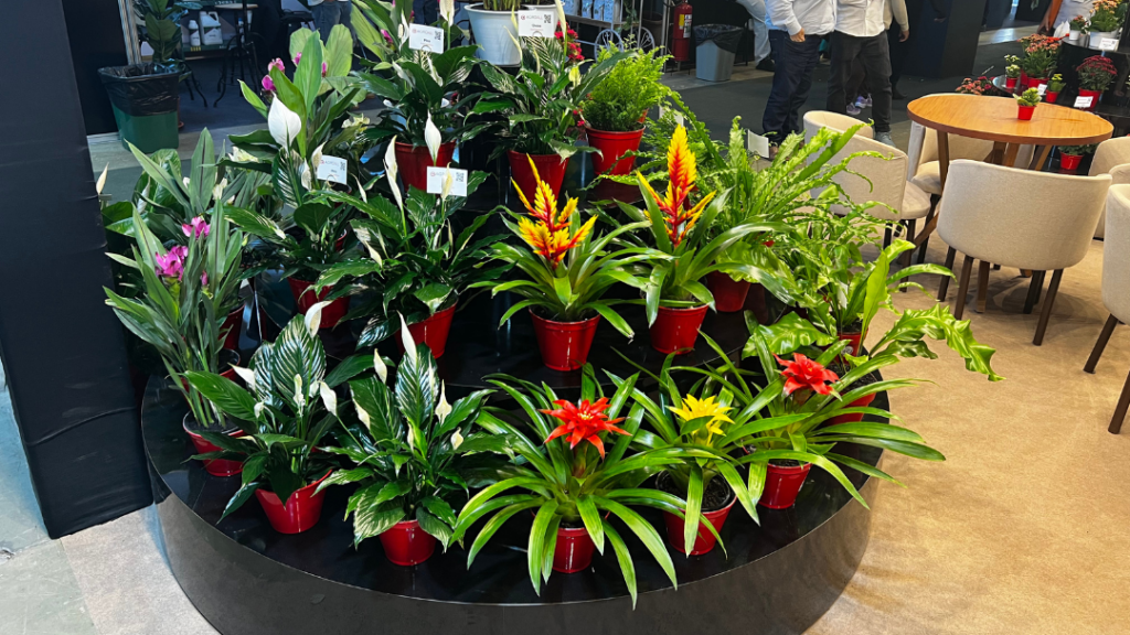 mudas ornamentais